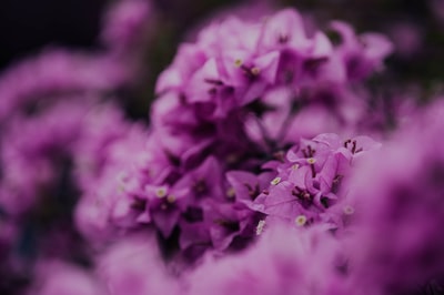 紫色花朵在透镜倾斜转变
